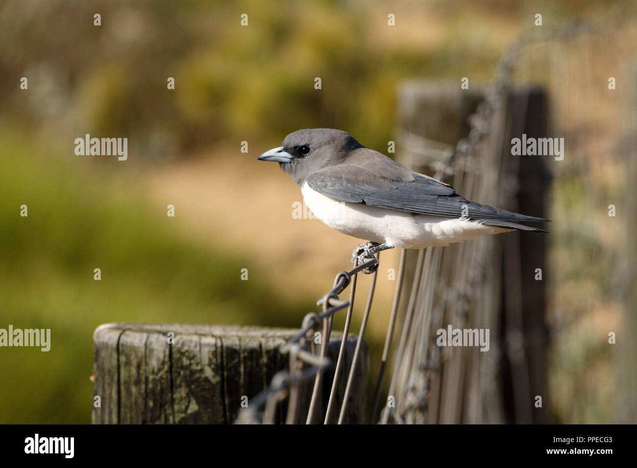 Bianco-breasted Woodswallow (Artamus leucorynchus) appollaiato sul filo di recinzione, Northwest Australia | Utilizzo di tutto il mondo Foto Stock