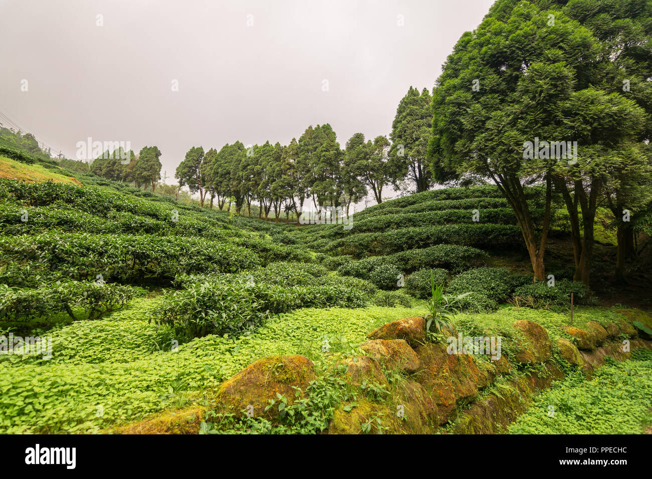 Tè crescente nelle montagne di Taiwan Foto Stock