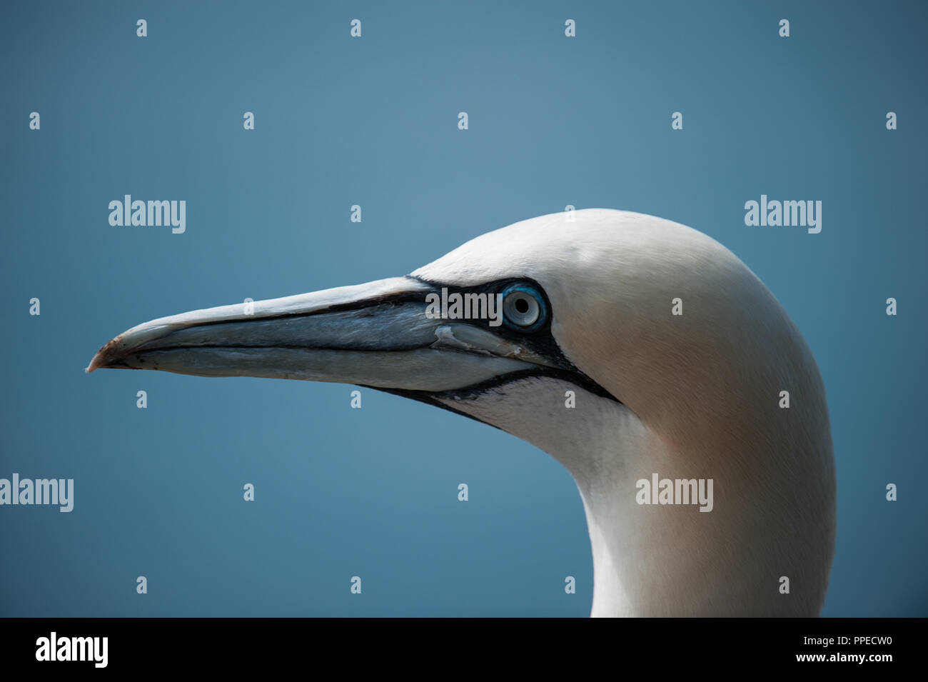 Ritratto di Gannet su Bass Rock, Scozia Foto Stock