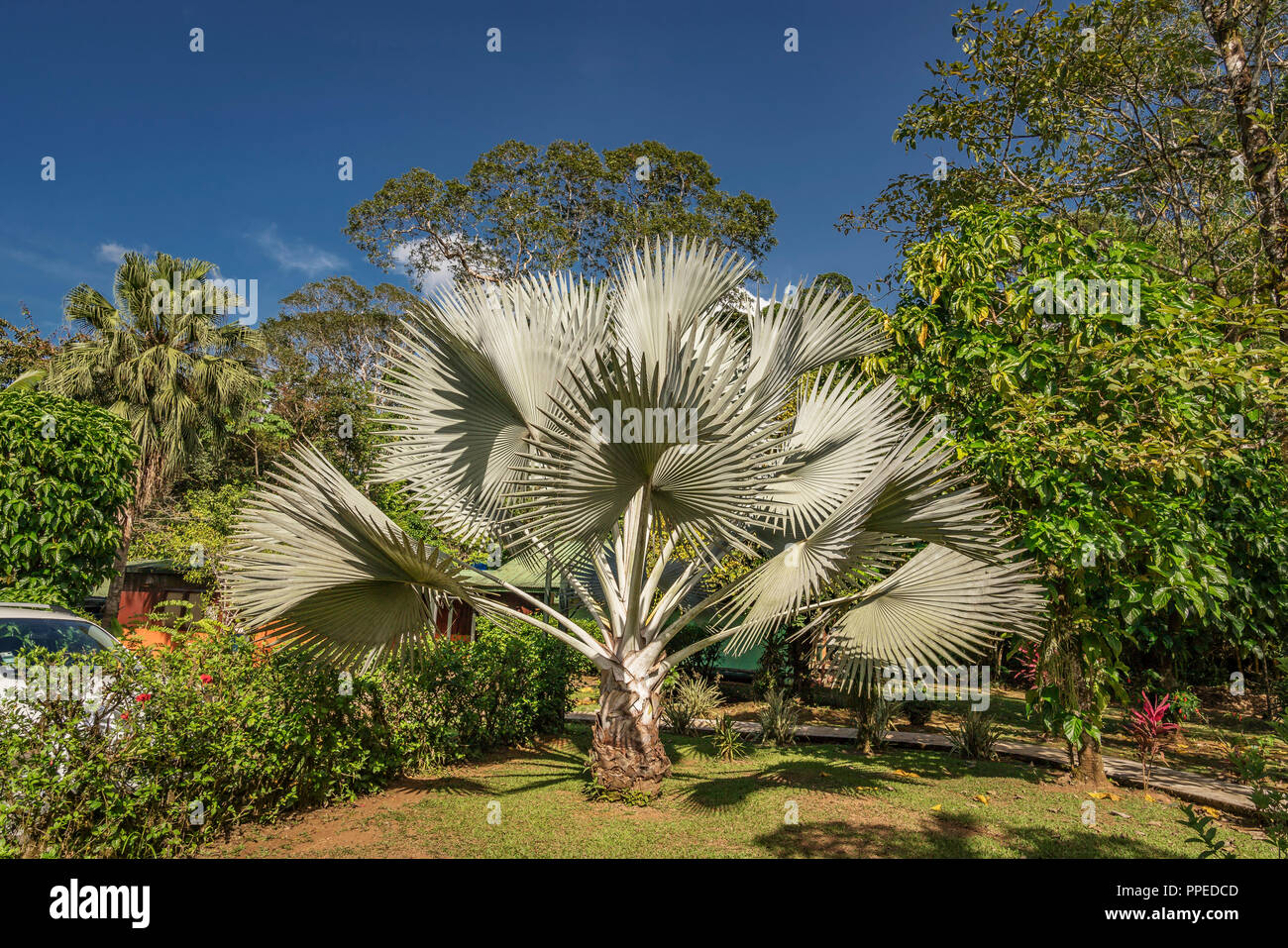Gli alberi di palma, Costa Rica Foto Stock