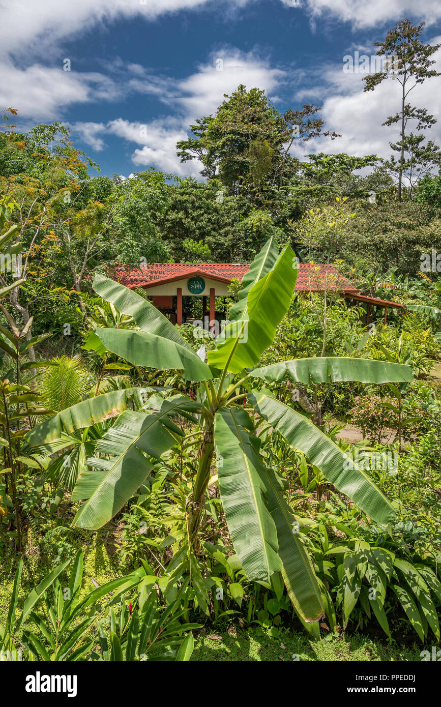 La foresta pluviale, Parco Nazionale di Corcovado, Osa Peninsula, Costa Rica Foto Stock