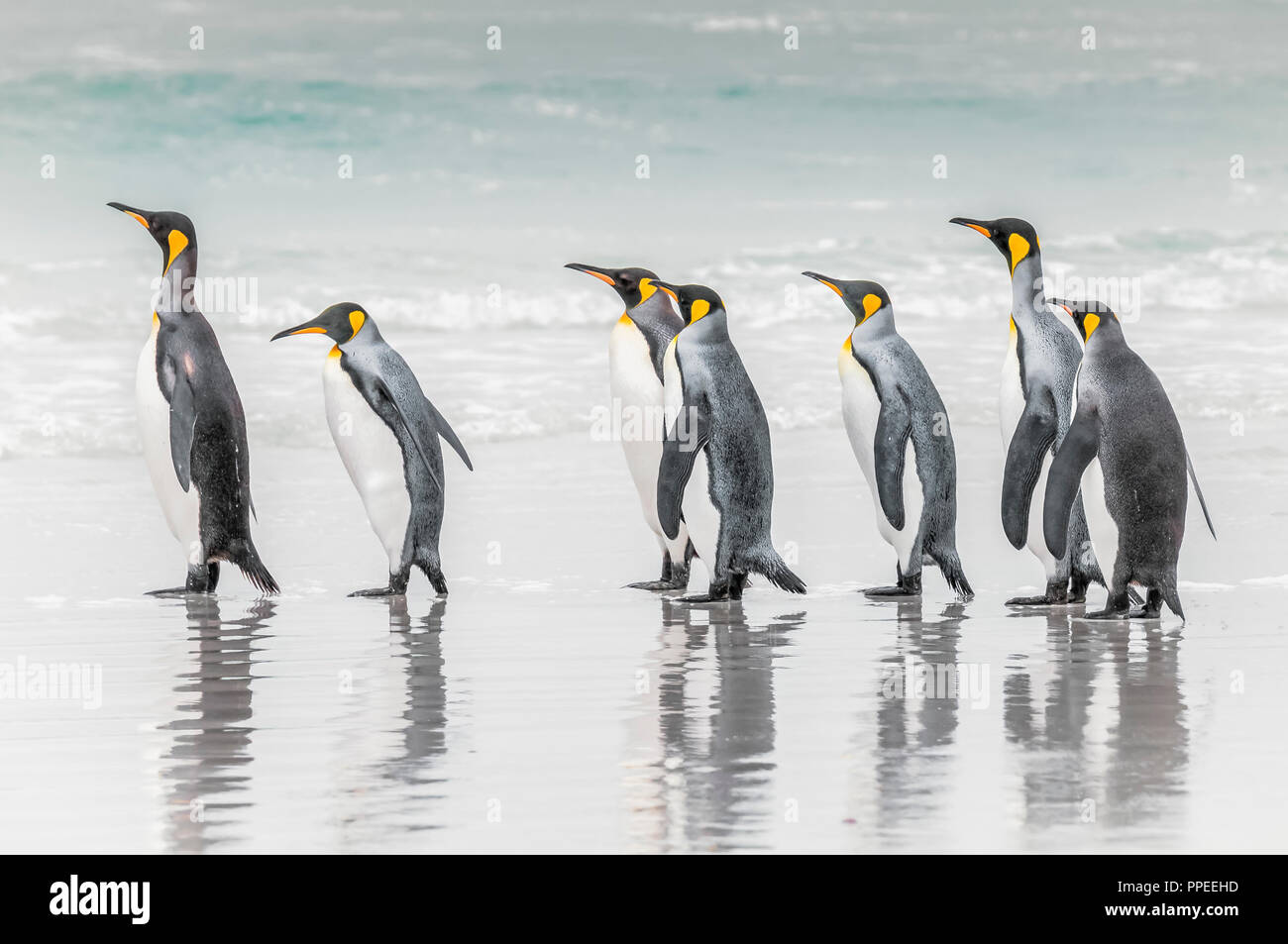 Un waddle dei pinguini sulla spiaggia a piedi in una fila. Foto Stock