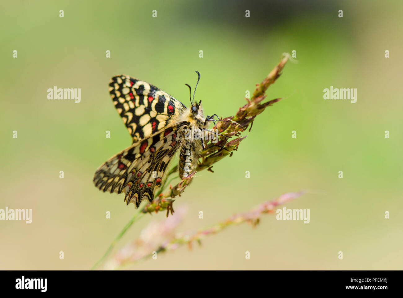 Festone spagnolo, butterfly, Zerynthia rumina, prendere il sole, Andalusia, Spagna. Foto Stock