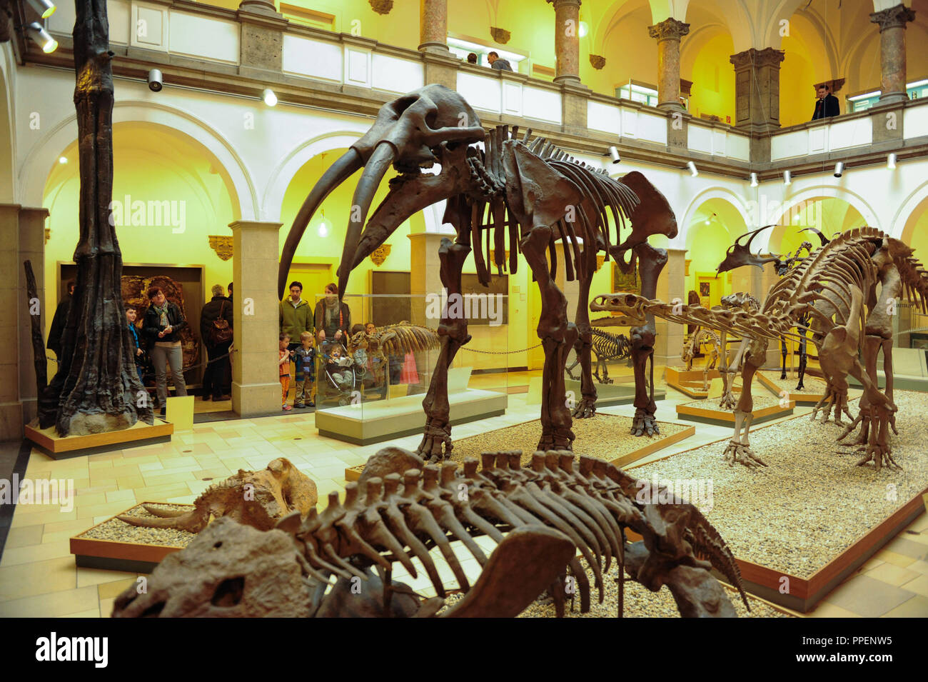 Scheletri di un elefante antico e un dinosauro, raffigurata sul giorno di apertura dei due musei adiacenti, il Museo di Paleontologia e il Museo di Geologia presso l'Richard-Wagner-Strasse 10. Foto Stock