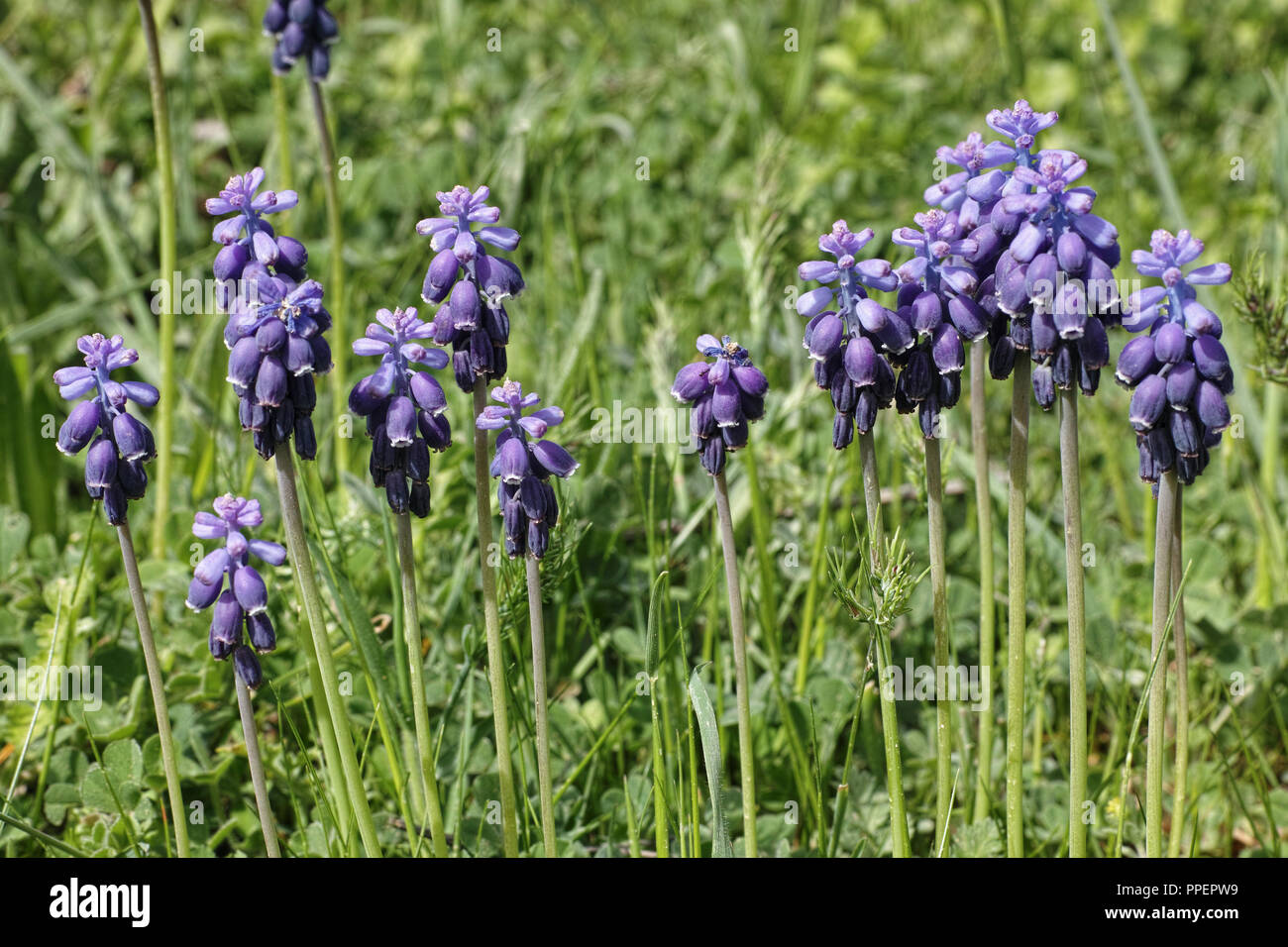 Uva comune giacinto, piante in piena fioritura Foto Stock