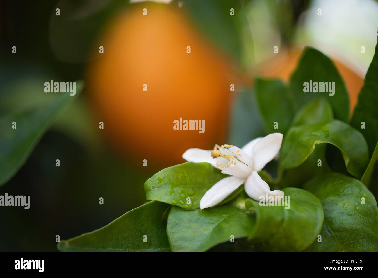 Vista dettagliata del fiore bianco limone ,Tiglio sull albero. Foto Stock