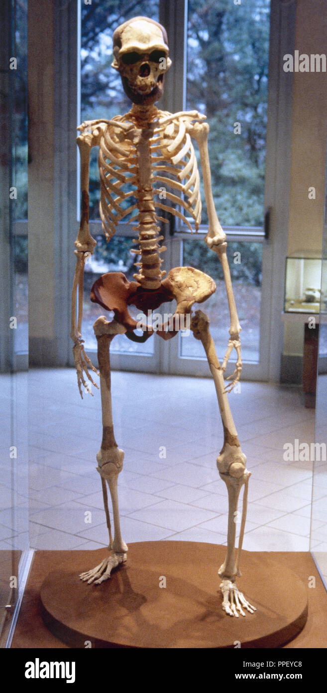 Arte preistorica. Il paleolitico. La Francia. L'uomo di Tautavel. Di Homo Erectus tipo. Vista di uno scheletro completo. Paleolitico inferiore. Museo Tautavel. Foto Stock