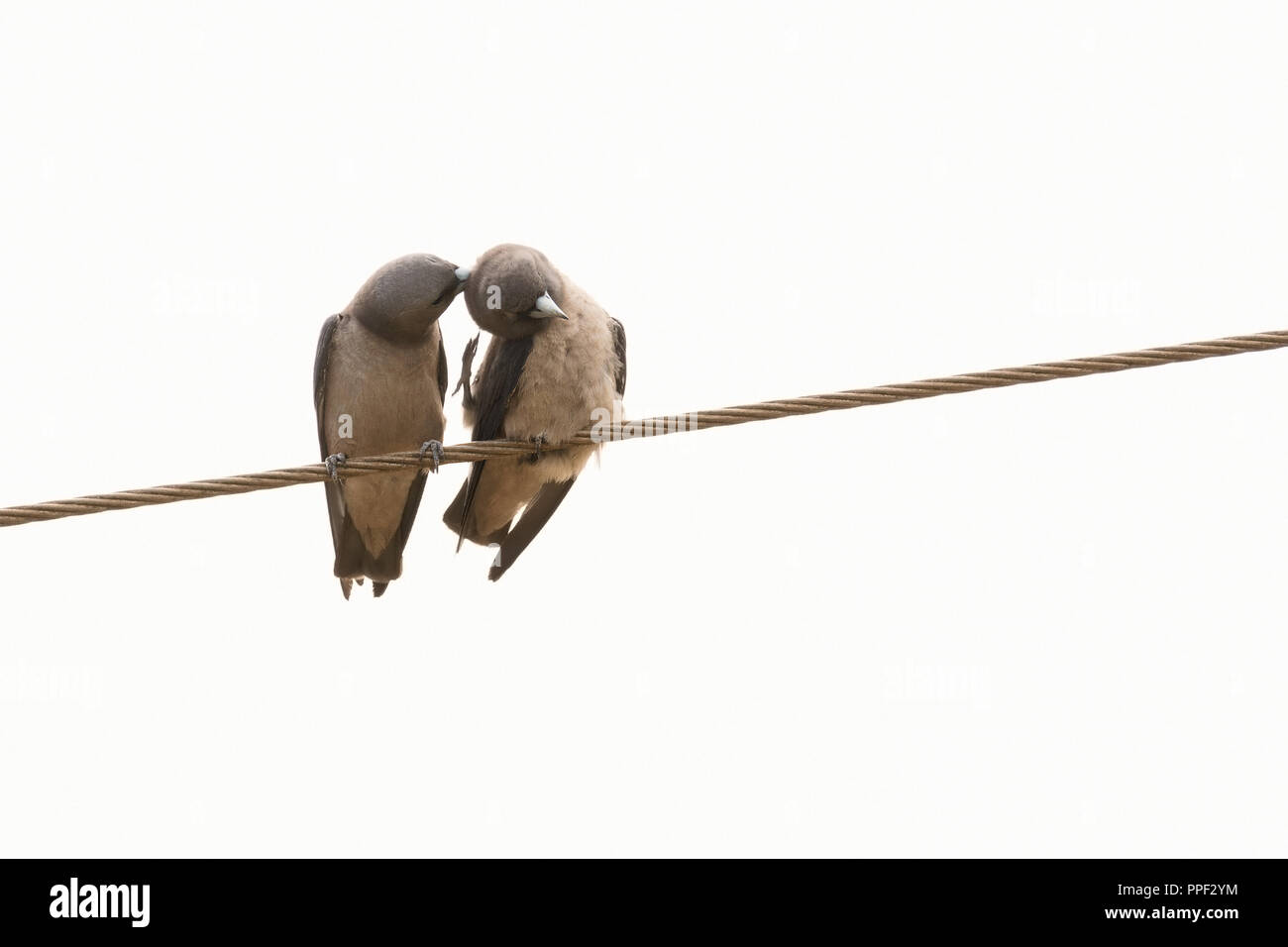 Due Ashy Woodswallows (Artamus fuscus), preening ogni altro Foto Stock