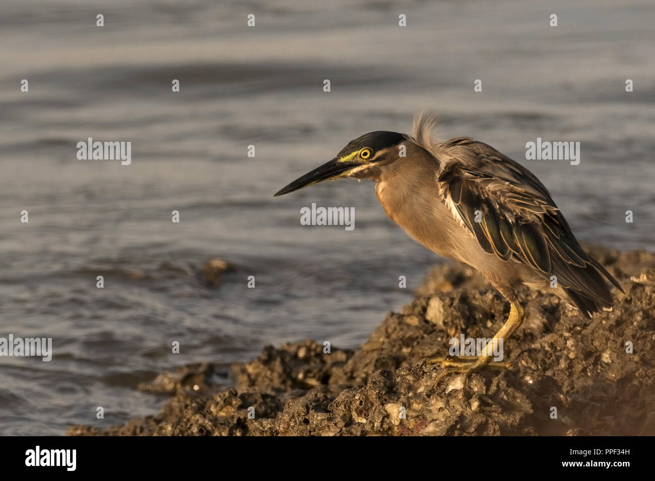 Un Airone striato (Butorides striata), foraggio da parte di un corpo di acqua in Goa, India Foto Stock