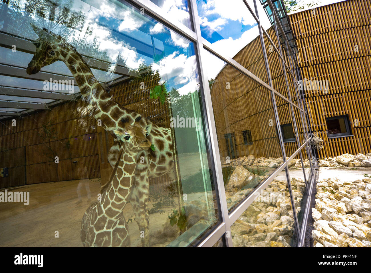 La giraffa madre Kabonga Kabonga e il suo giovane figlio Naledi si sono spostati nella loro nuova e pieni di luce casa giraffa nella nuova 10.000 metri quadrati nella savana dello Zoo di Hellabrunn. Foto Stock