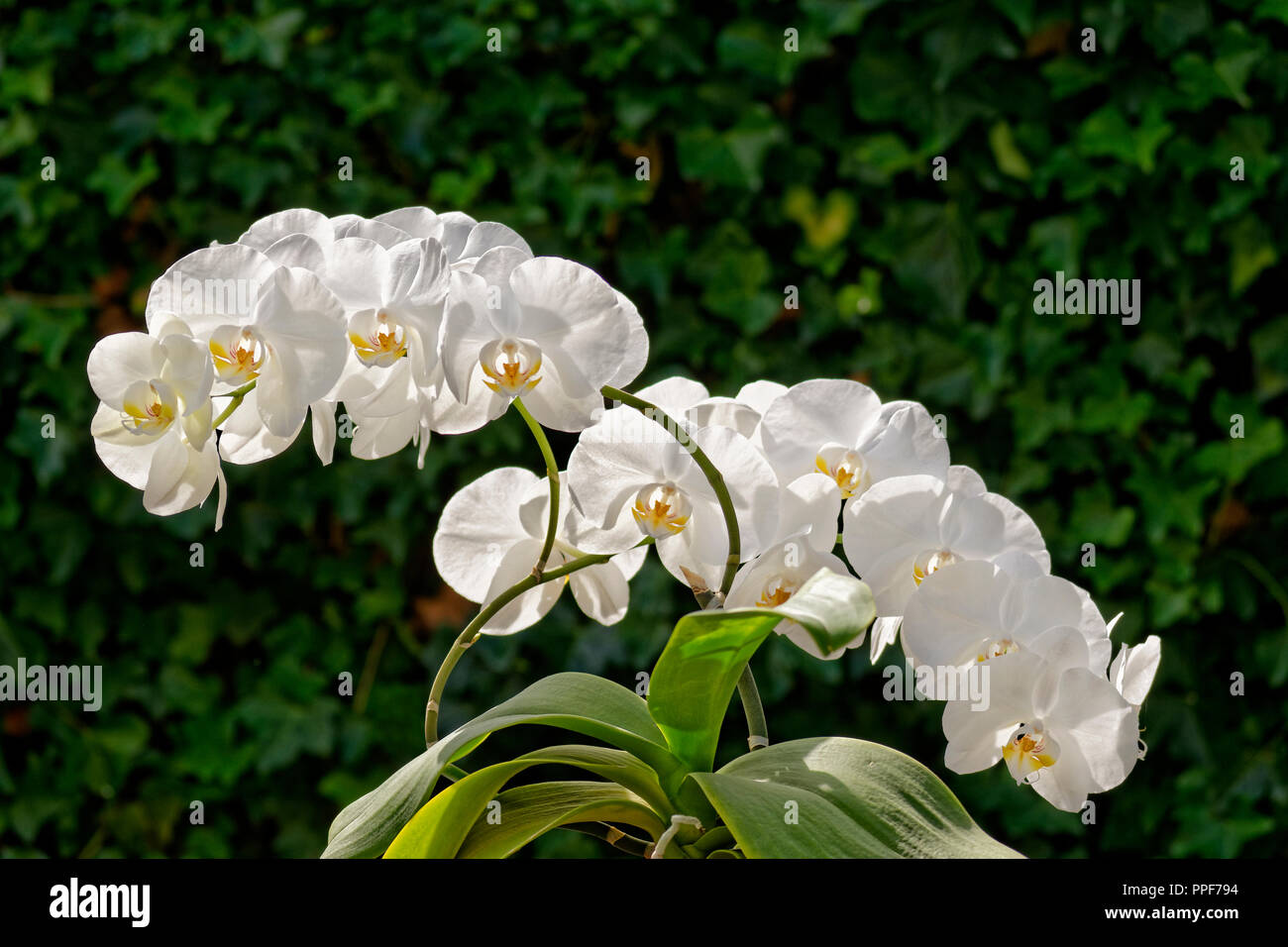 Orchidea bianca, a volte chiamata orchidea 'Moth'. Phalaenopsis ibrido. Foto Stock