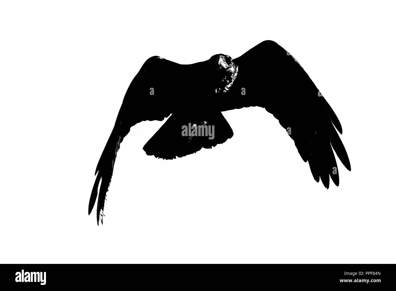 Bianco e nero raven in volo Foto Stock