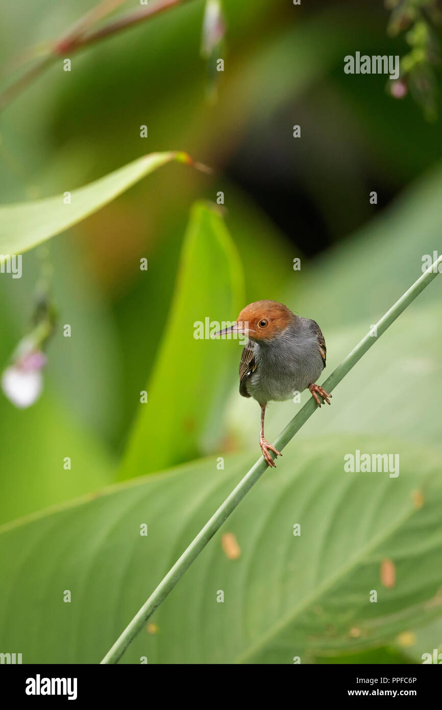 Ashy Tailorbird in Singapore Botanic Gardens Foto Stock