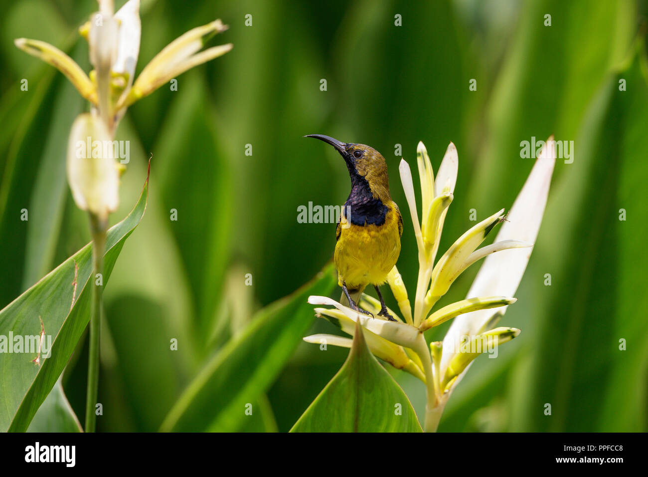 Olive-Backed Sunbird alimentando il nettare dal fiore in Singapore Botanic Gardens Foto Stock
