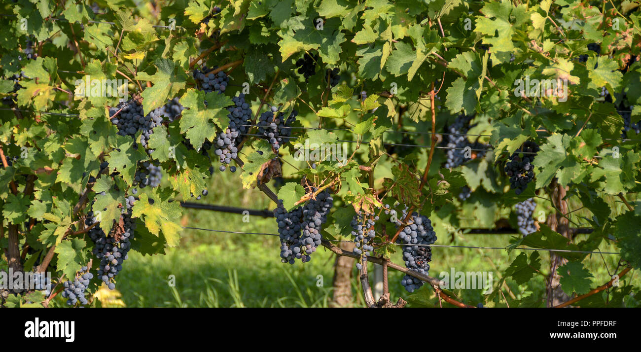 Grappoli maturi delle uve rosse su vite in un vigneto appena prima della vendemmia inizia Foto Stock