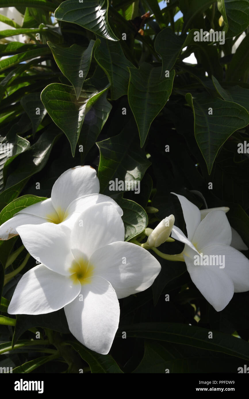 Plumeria pudica di Kolkata, India Foto Stock