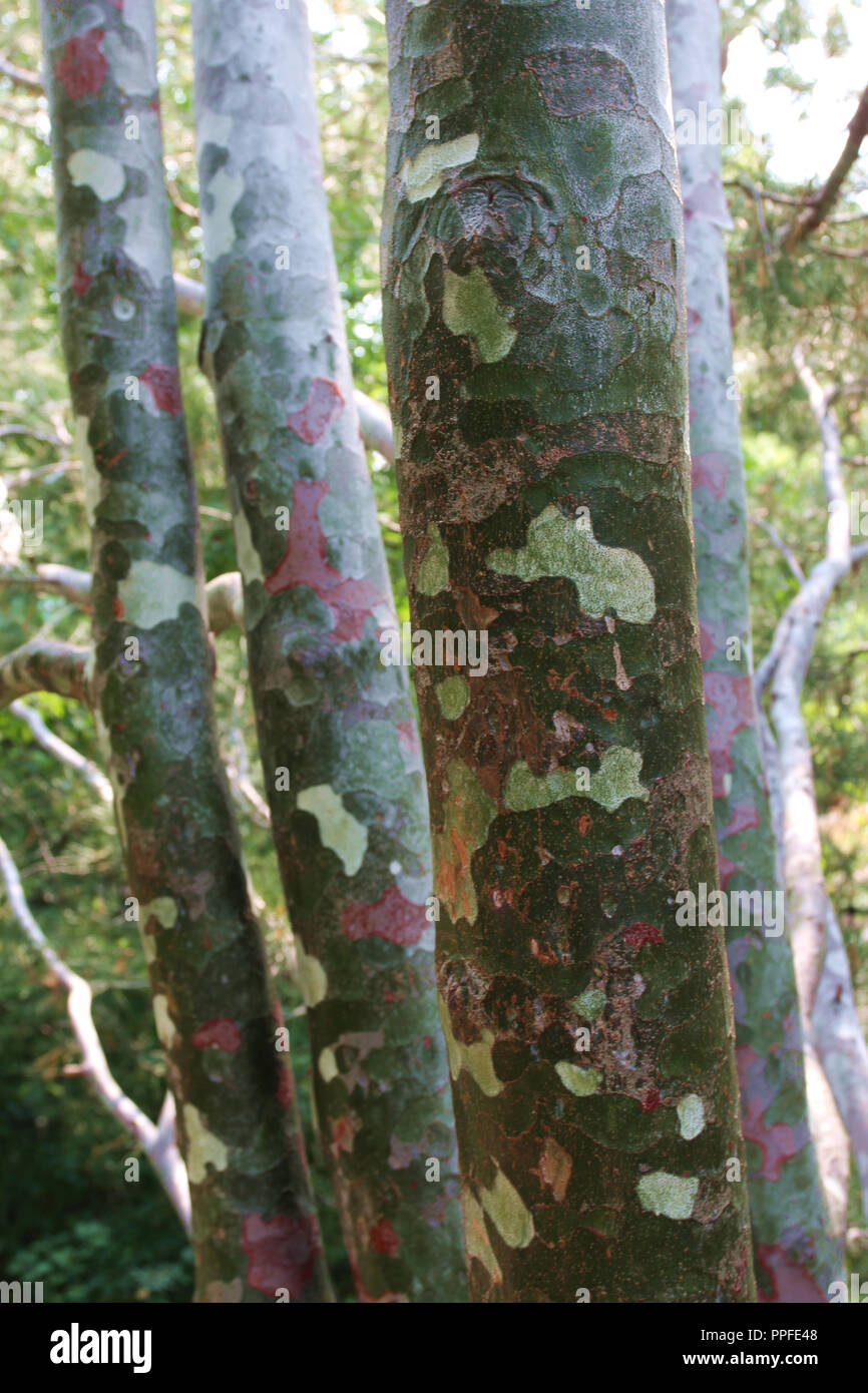 Close up colorato corteccia del pino Lacebark albero che cresce in Colorado, STATI UNITI D'AMERICA Foto Stock