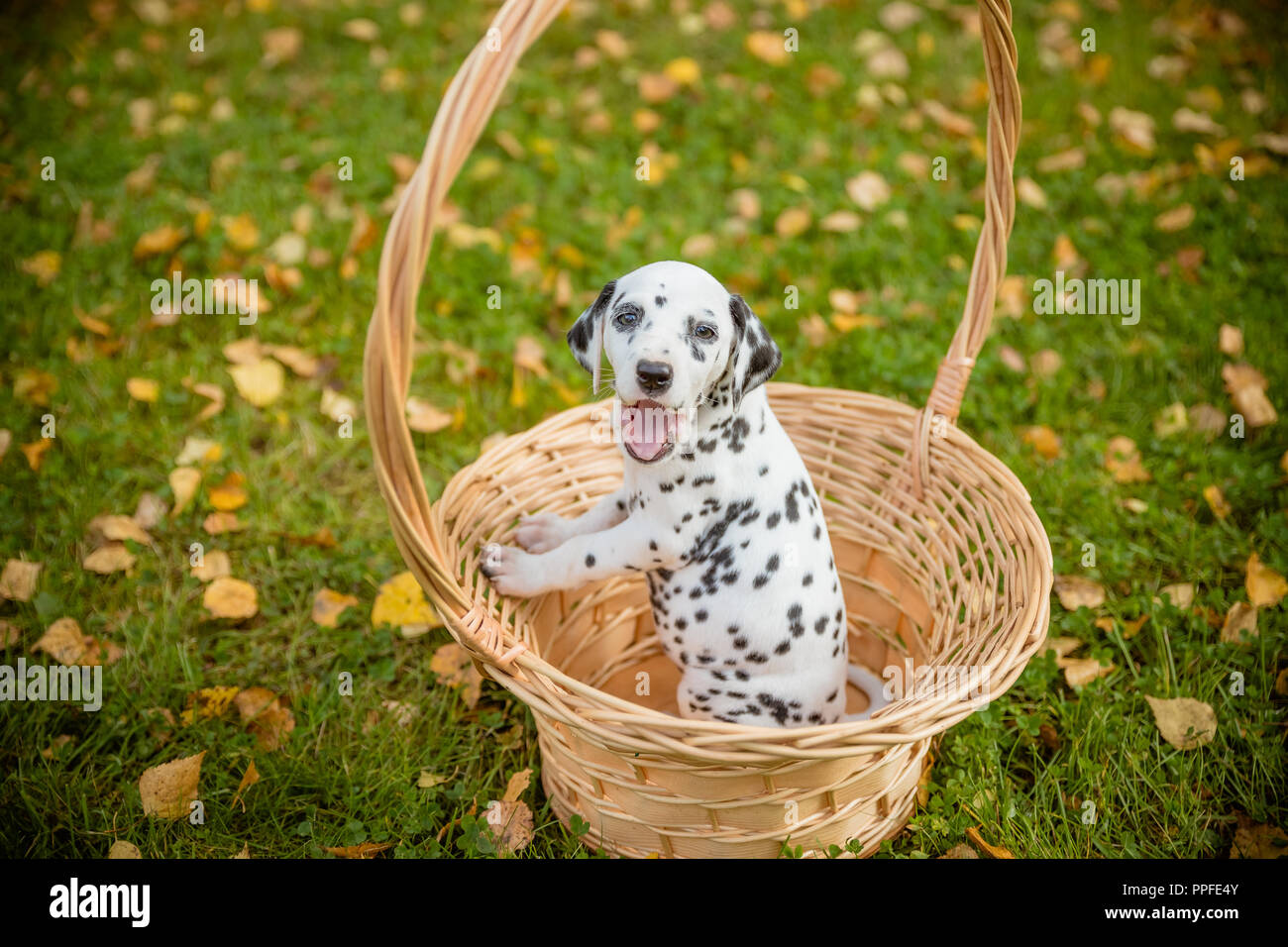 Cucciolo dalmata con macchie nere in piedi in un cesto.funny, carino , piccola e bellissima giovane cane dalmata cucciolo o attende per una passeggiata in autunno.dalmata cucciolo fuori a piedi.spazio copia Foto Stock