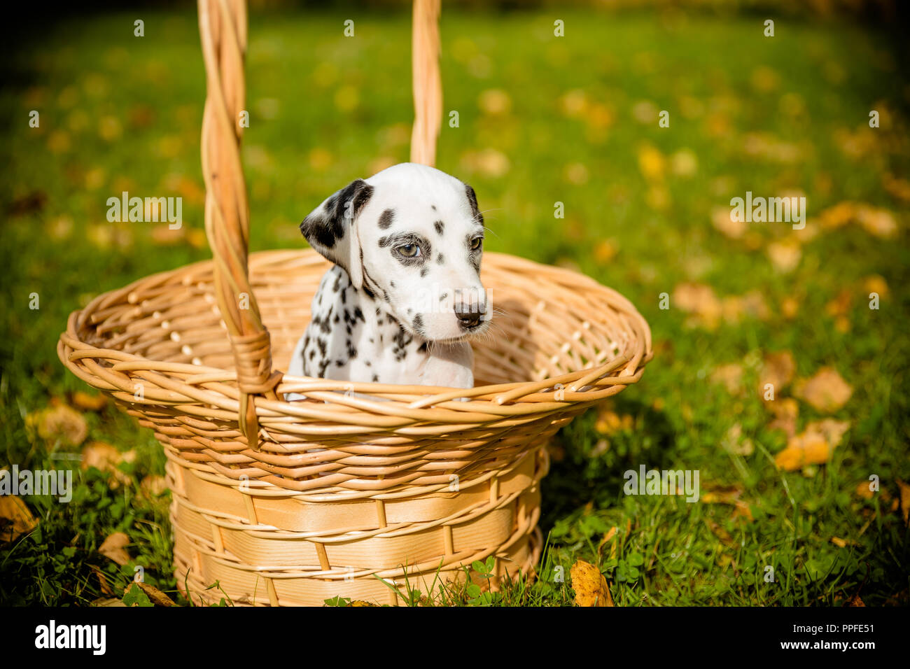 Cucciolo dalmata seduto in un cestino nella parte anteriore della natura autunnale sfondo.carino piccolo cane in un cesto di vimini in giardino autunnale outdoor.cinque settimane.spazio di copia Foto Stock