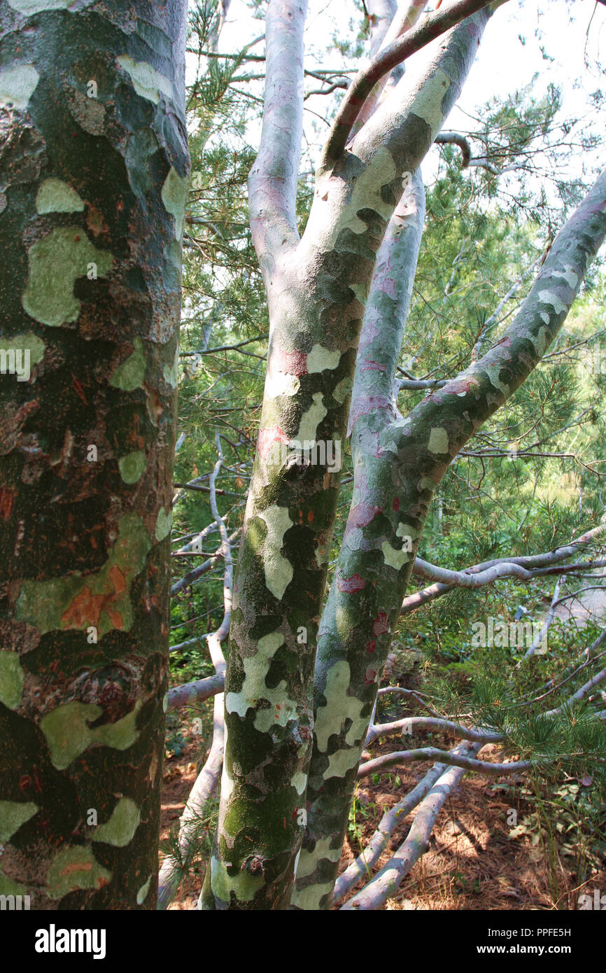Close up colorato corteccia del pino Lacebark albero che cresce in Colorado, STATI UNITI D'AMERICA Foto Stock