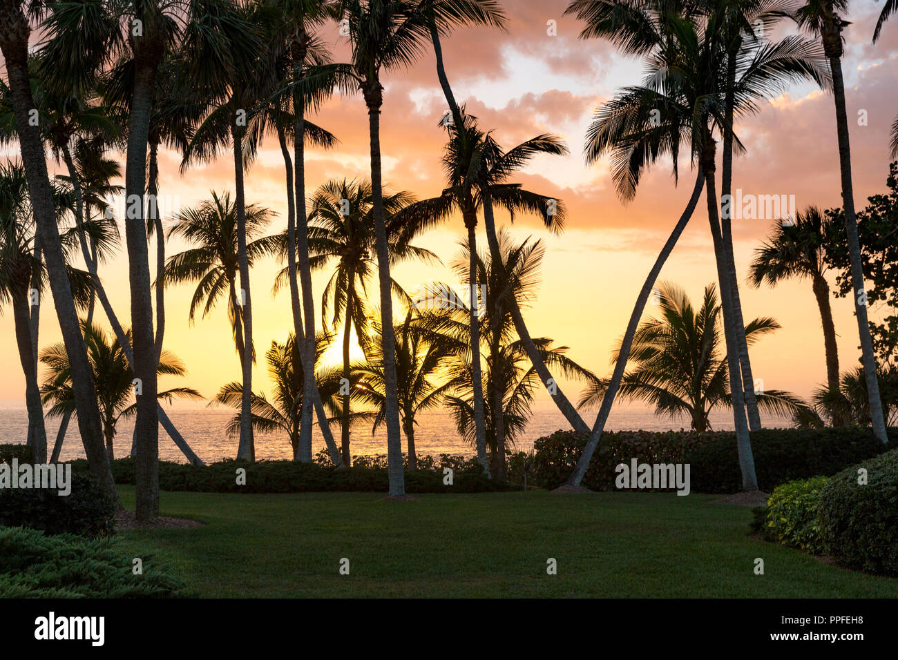 Palme e tramonto sul Golfo del Messico in Naples, Florida, Stati Uniti d'America Foto Stock