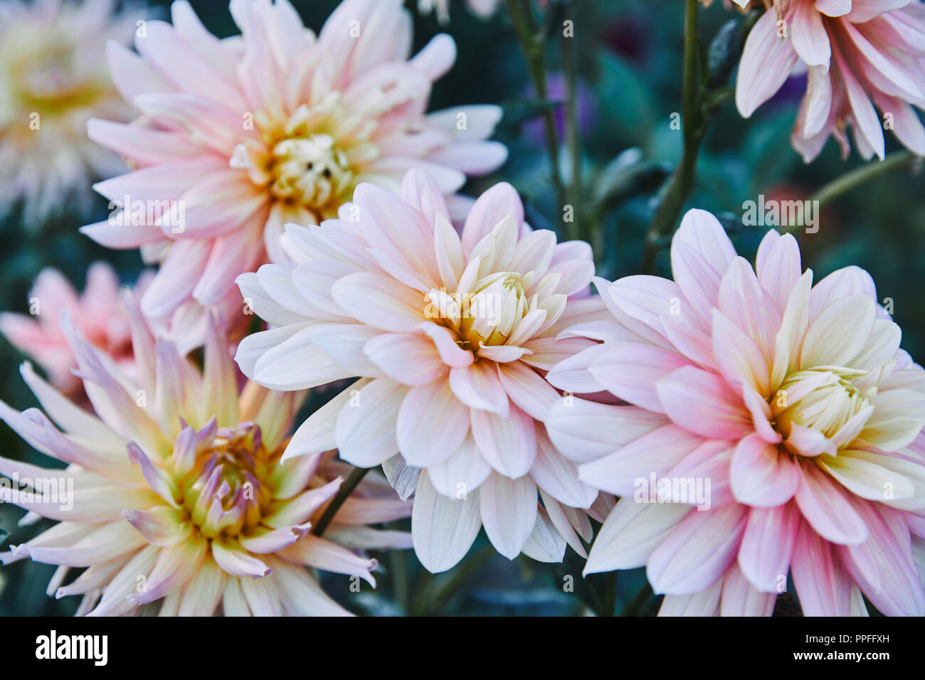 Bella bianco e viola golden daisy fiori nel giardino Foto Stock