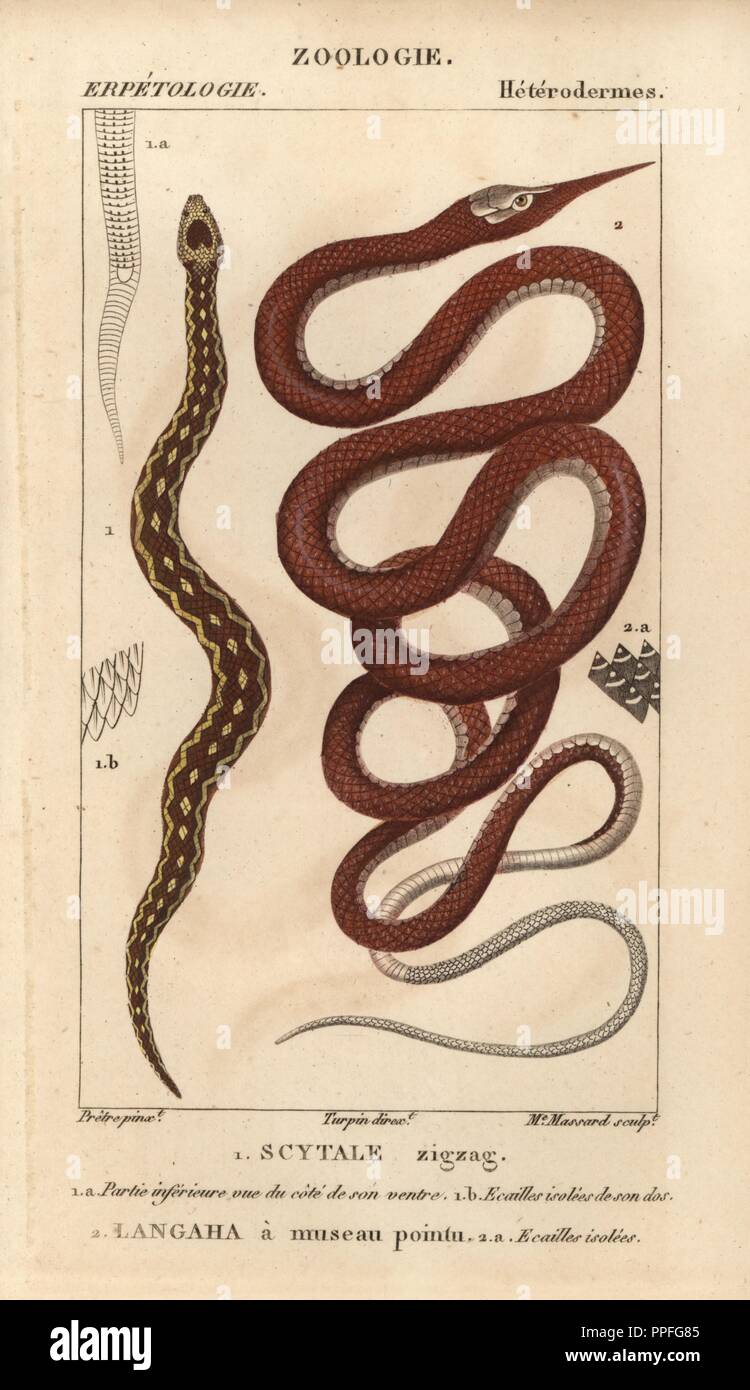 Visto-scaled viper, scytale a zig-zag, Echis Carinatus e Madagascar leafnose snake, langaha un museau pointu, Langaha madagascariensis. Handcolored calcografia incisione imbianchini da Jussieu's 'Dictionnaire des Sciences Naturelles" 1816-1830. I volumi su pesci e rettili sono stati modificati da Hippolyte Cloquet, storico naturale e dottore in medicina. Illustrazione di J.G. Pretre, inciso da Madame Massard, diretto da Turpin, e pubblicato da F. G. Levrault. Jean Gabriel Pretre (17801845) era pittore di storia naturale a Imperatrice Josephine's zoo e divenne in seguito un artista al museo di naturale H Foto Stock