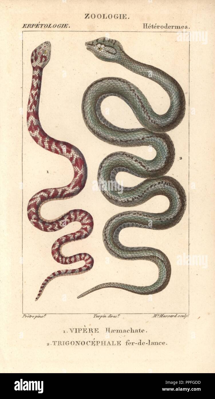 Anello-colli cobra sputare, vipere haemachate, Hemachatus haemachatus e Martinica lancehead, trigonocephale fer-de-lancia, Bothrops lanceolatus, criticamente minacciata di estinzione. Handcolored calcografia incisione imbianchini da Jussieu's 'Dictionnaire des Sciences Naturelles" 1816-1830. I volumi su pesci e rettili sono stati modificati da Hippolyte Cloquet, storico naturale e dottore in medicina. Illustrazione di J.G. Pretre, inciso da Madame Massard, diretto da Turpin, e pubblicato da F. G. Levrault. Jean Gabriel Pretre (17801845) era pittore di storia naturale a Imperatrice Josephine's zoo e successivamente essere Foto Stock