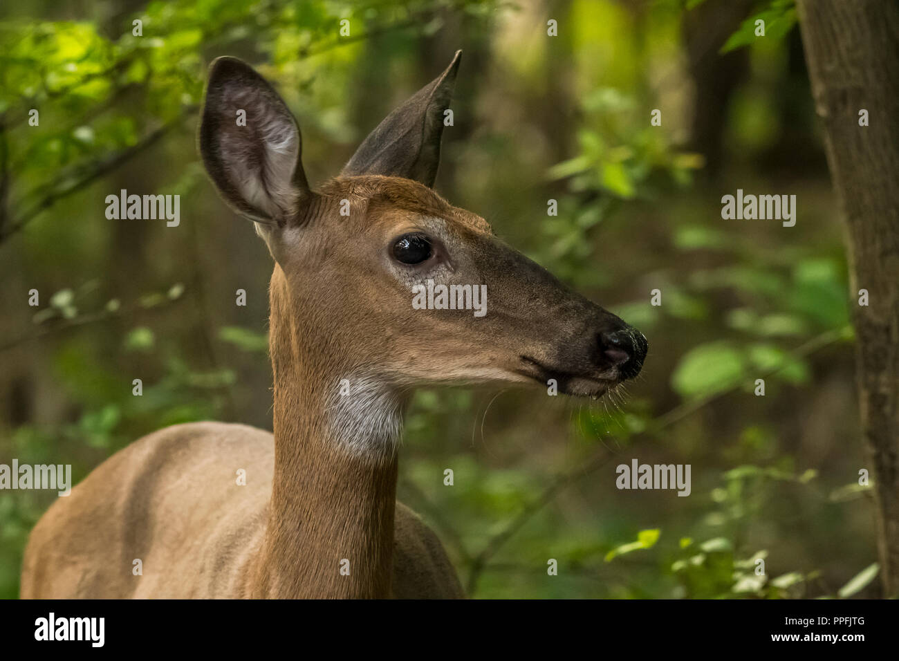 White-tailed deer (Odocoileus virginianus) doe nel bosco. Foto Stock