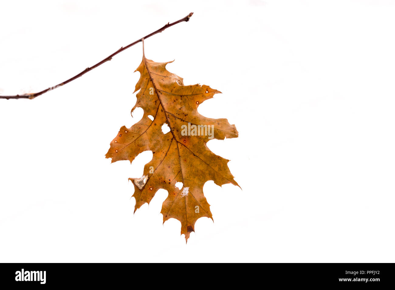 Essiccato Arancione Marrone Rosso settentrionale quercia (Quercus rubra) foglie ancora su albero in inverno con sfondo bianco. Foto Stock