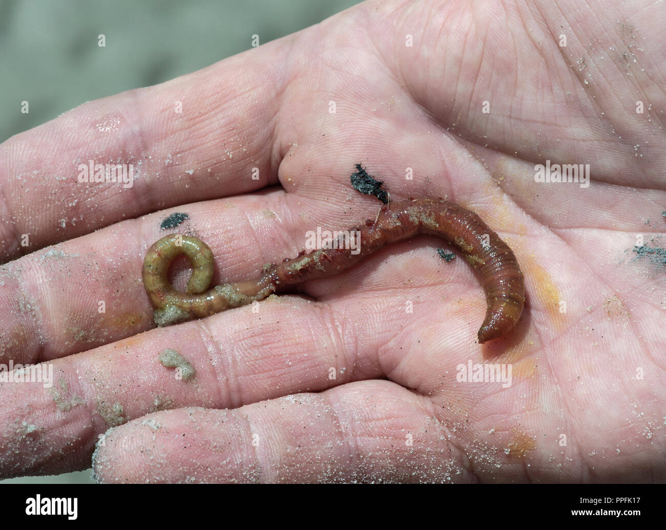 (Lugworm Arenicola marina), Wattengebiet sulla costa del Mare del Nord, Schleswig-Holstein, Germania Foto Stock