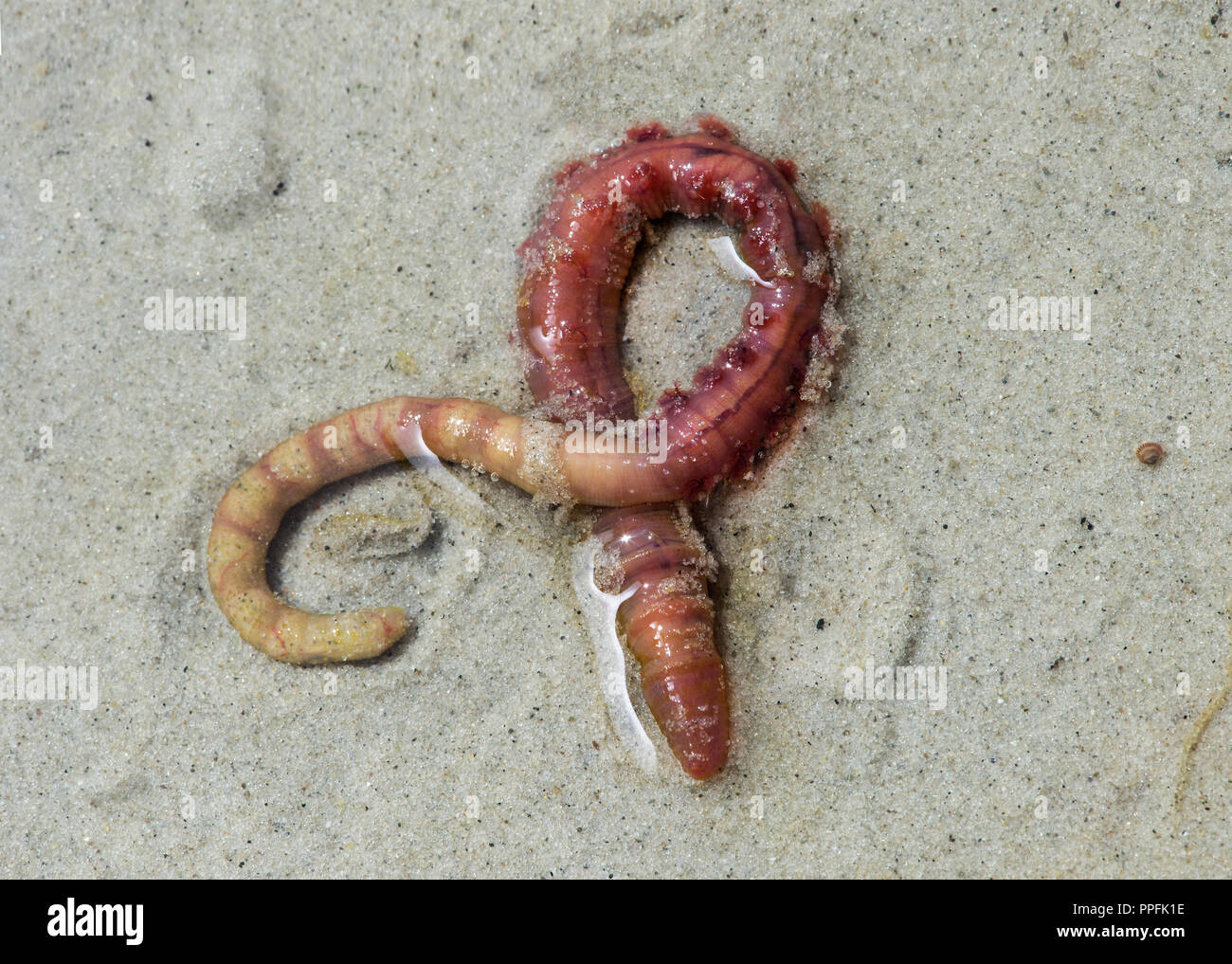 (Lugworm Arenicola marina), Wattengebiet sulla costa del Mare del Nord, Schleswig-Holstein, Germania Foto Stock