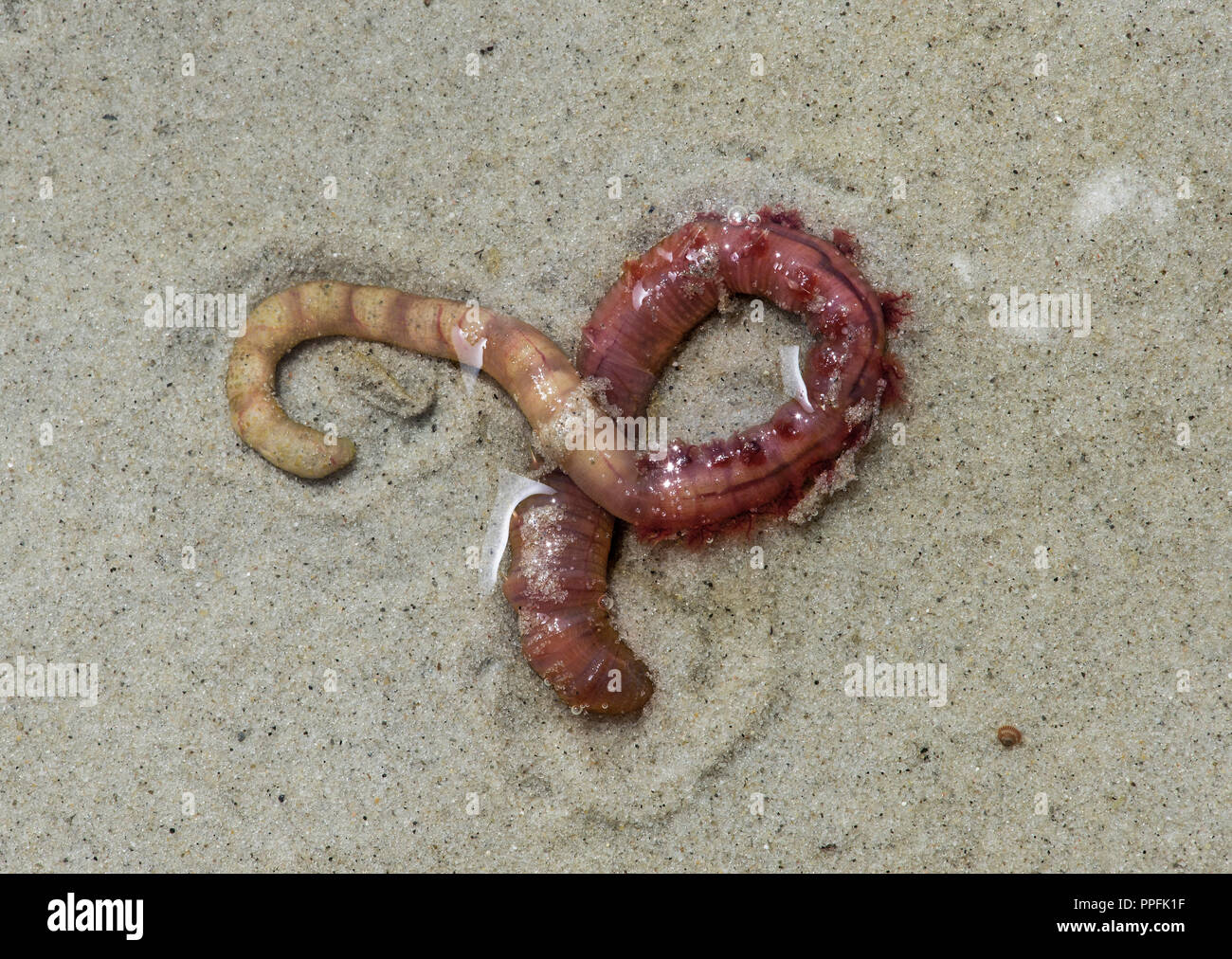 (Lugworm Arenicola marina), Wattengebiet sulla costa del Mare del Nord, Schleswig-Holstein, Germania Foto Stock