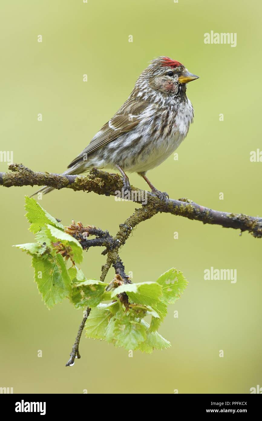 Arctic Redpoll (Acanthis hornemanni), uccello adulto seduto su un ramo, Varanger, Finnmark, Norvegia Foto Stock
