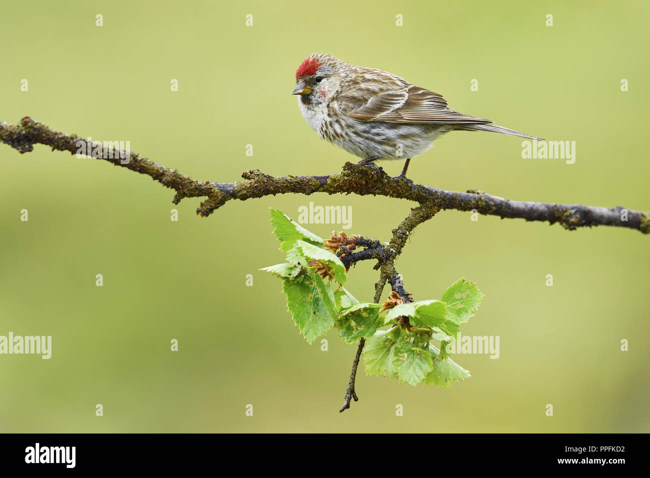 Arctic Redpoll (Acanthis hornemanni), uccello adulto seduto su un ramo, Varanger, Finnmark, Norvegia Foto Stock