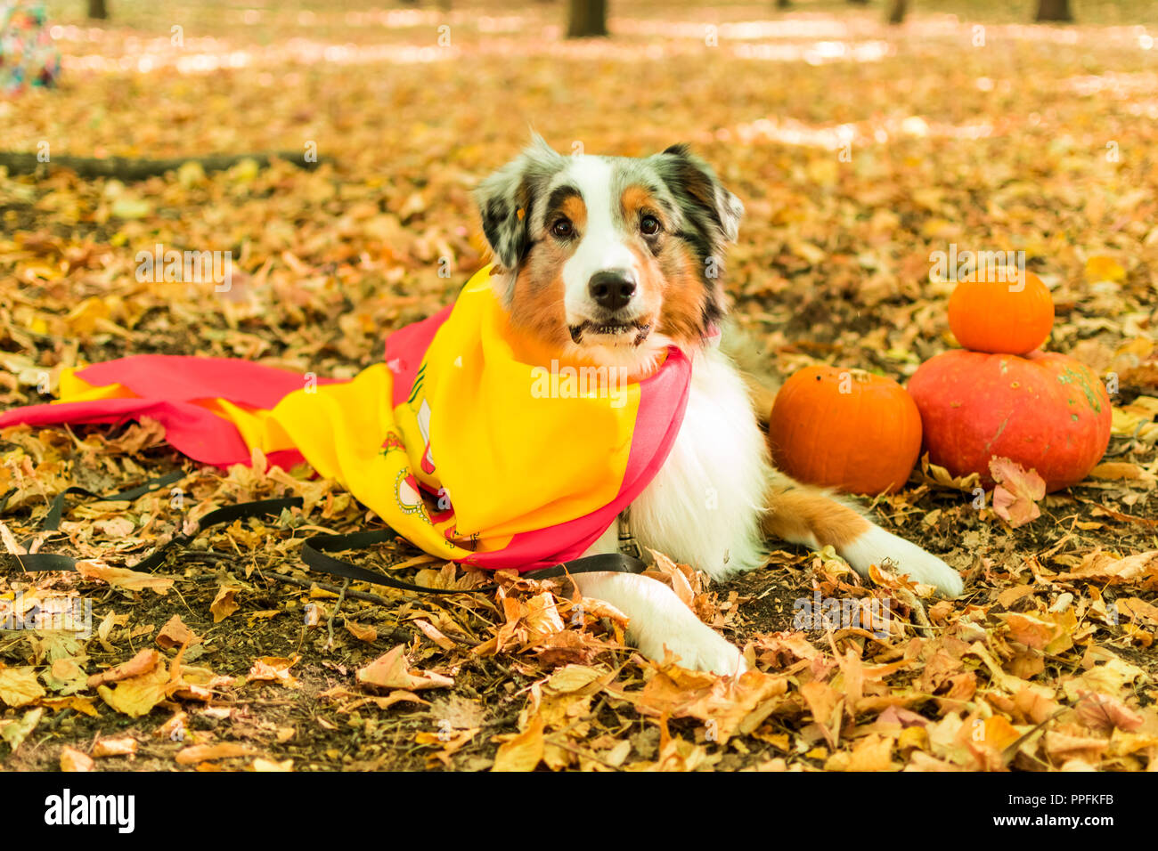 Un giovane cane giocoso di un pastore australiano in un parco nel bosco in autunno esegue comandi. vestito con la bandiera spagnola. zucche di Halloween. Foto Stock