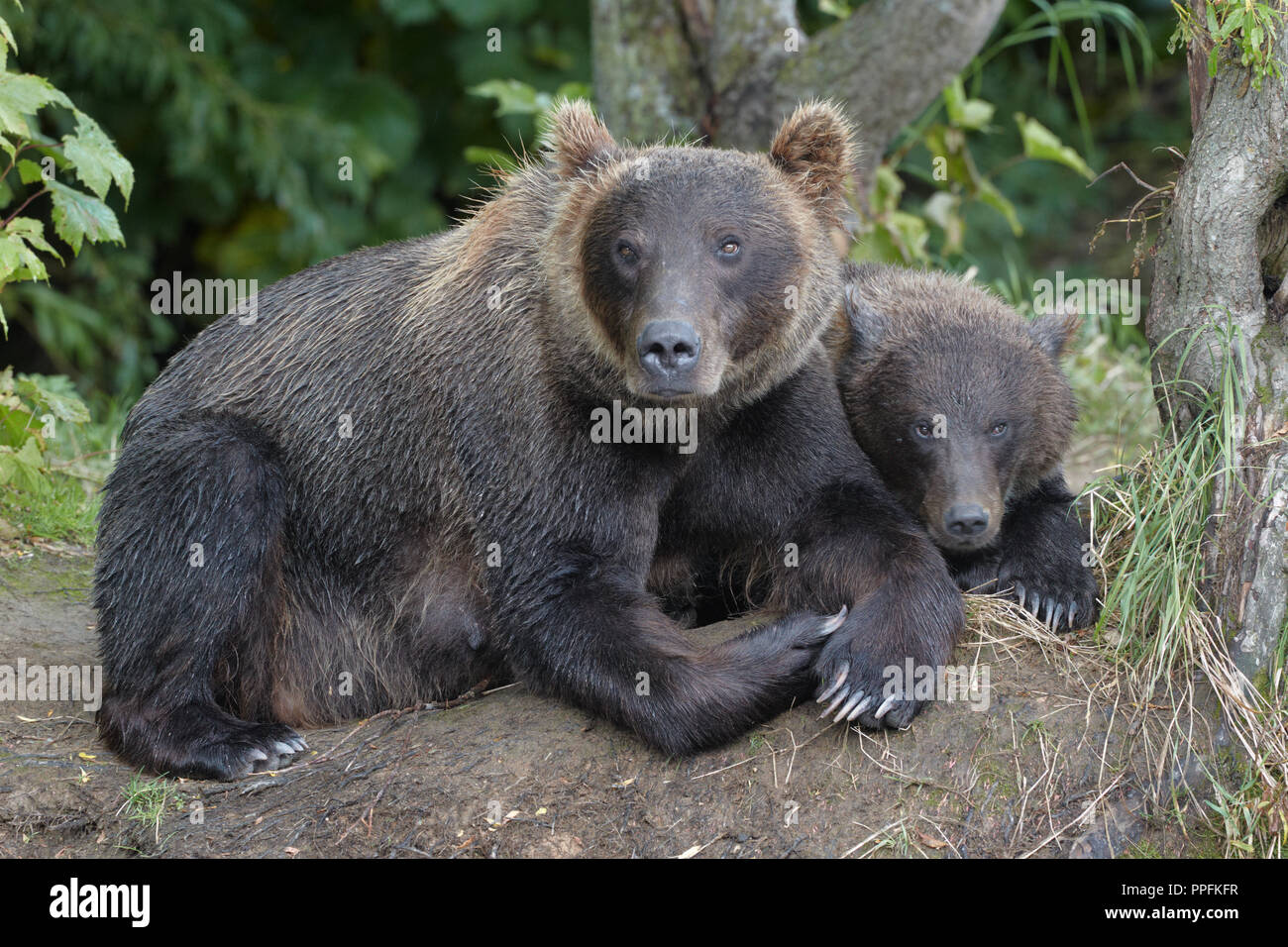 La Kamchatka l'orso bruno (Ursus arctos beringianus), madre animale con il giovane animale giacente su una foresta glade al Lago Kurilskoye Foto Stock