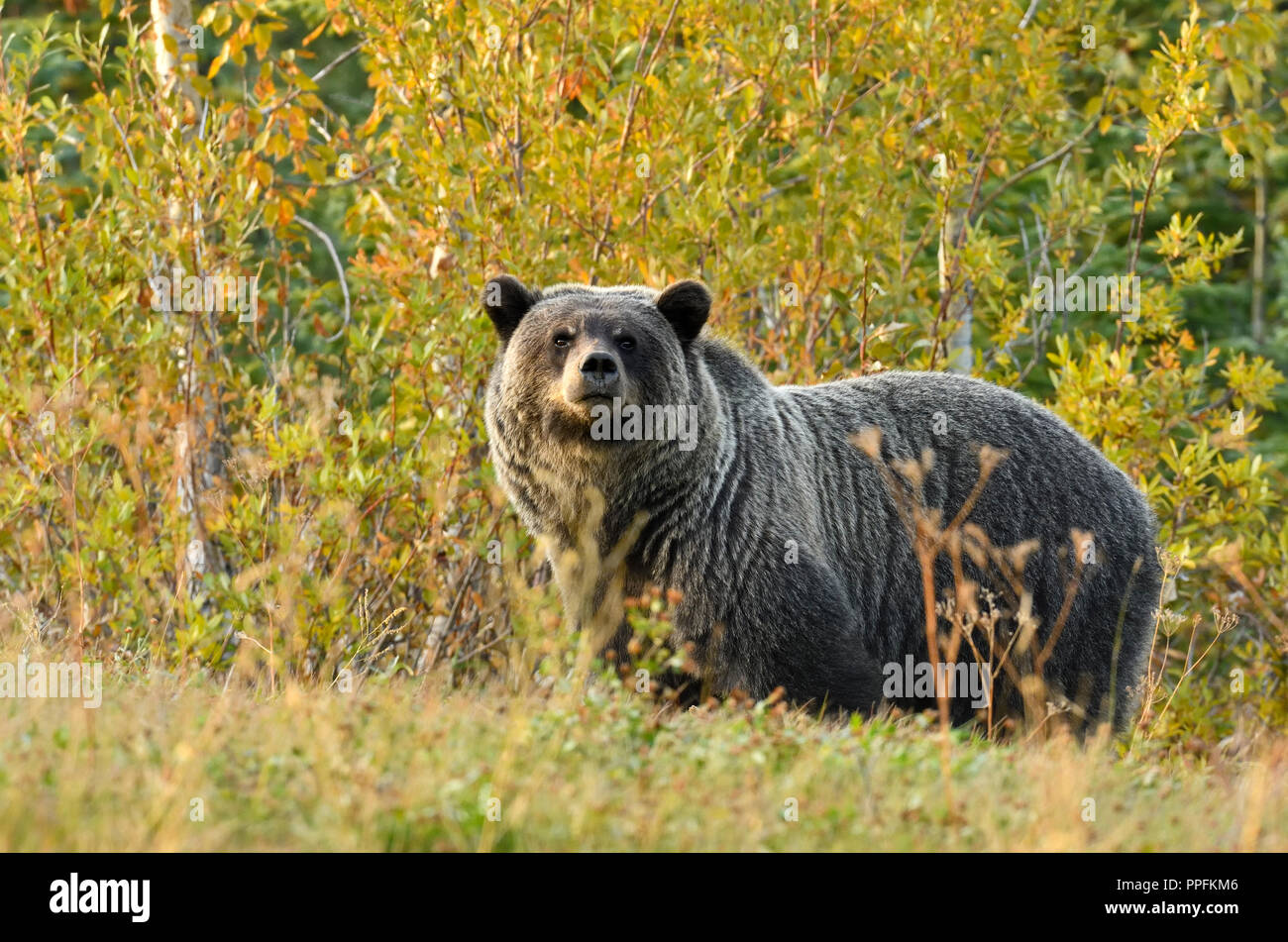 Un adulto orso grizzly "Ursus arctos' foraggio attraverso la caduta di vegetazione colorata in rural Alberta Canada Foto Stock
