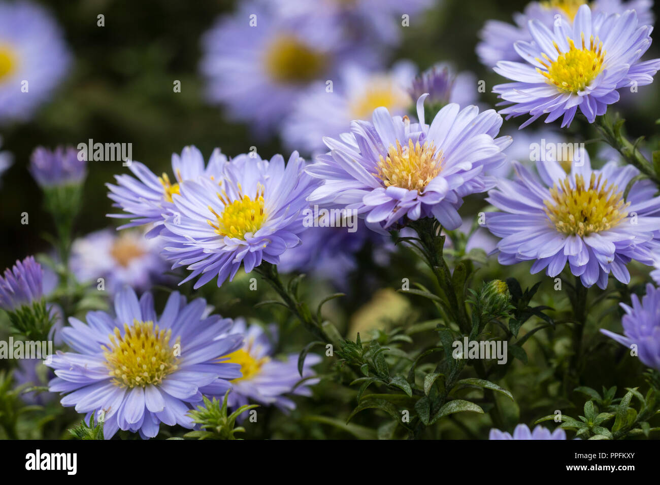 Blue ray petali giallo e centro della fioritura autunnale, compatto, perenne Aster dumosus x ibrido, Aster autunno gioielli "Aqua" compatto Foto Stock