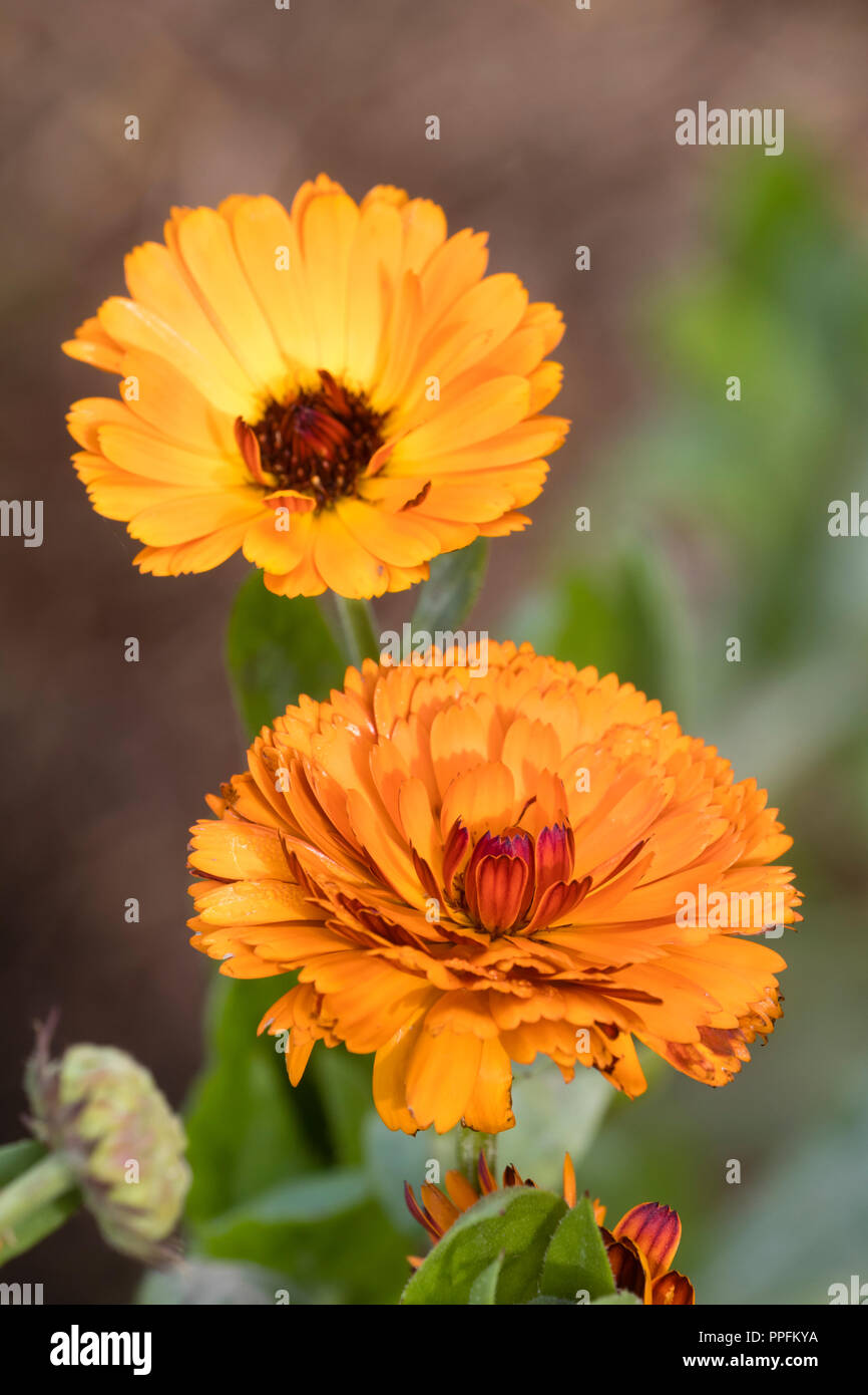 Doppio fiori arancione della annuale o biennale calendula, Calendula officinalis 'principe indiano' Foto Stock