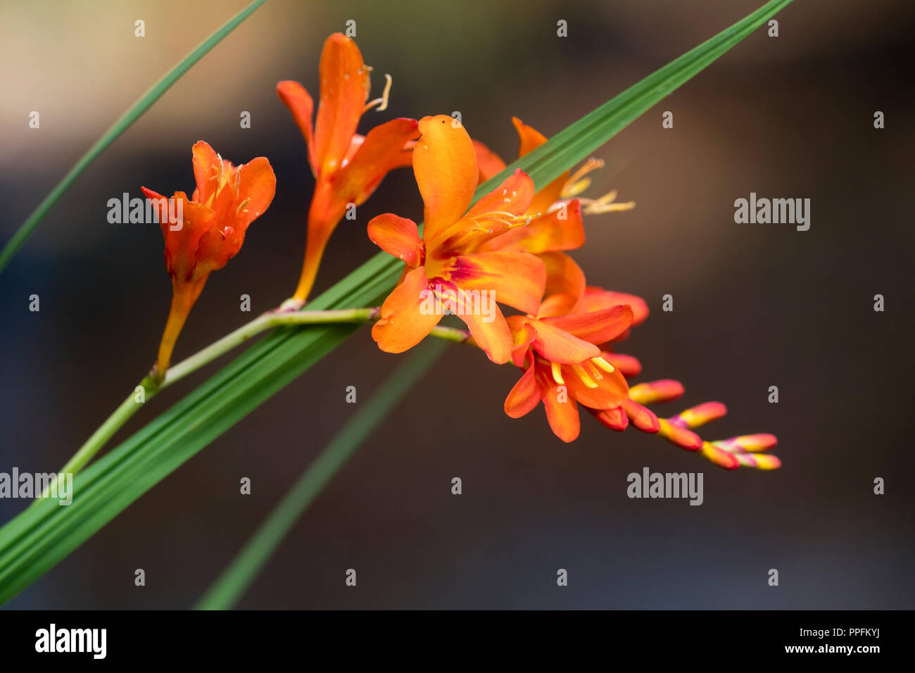 Inarcamento spray di colore arancione-rosso dei fiori di Hardy, tarda fioritura estiva corm, Crocosmia " Red King' Foto Stock