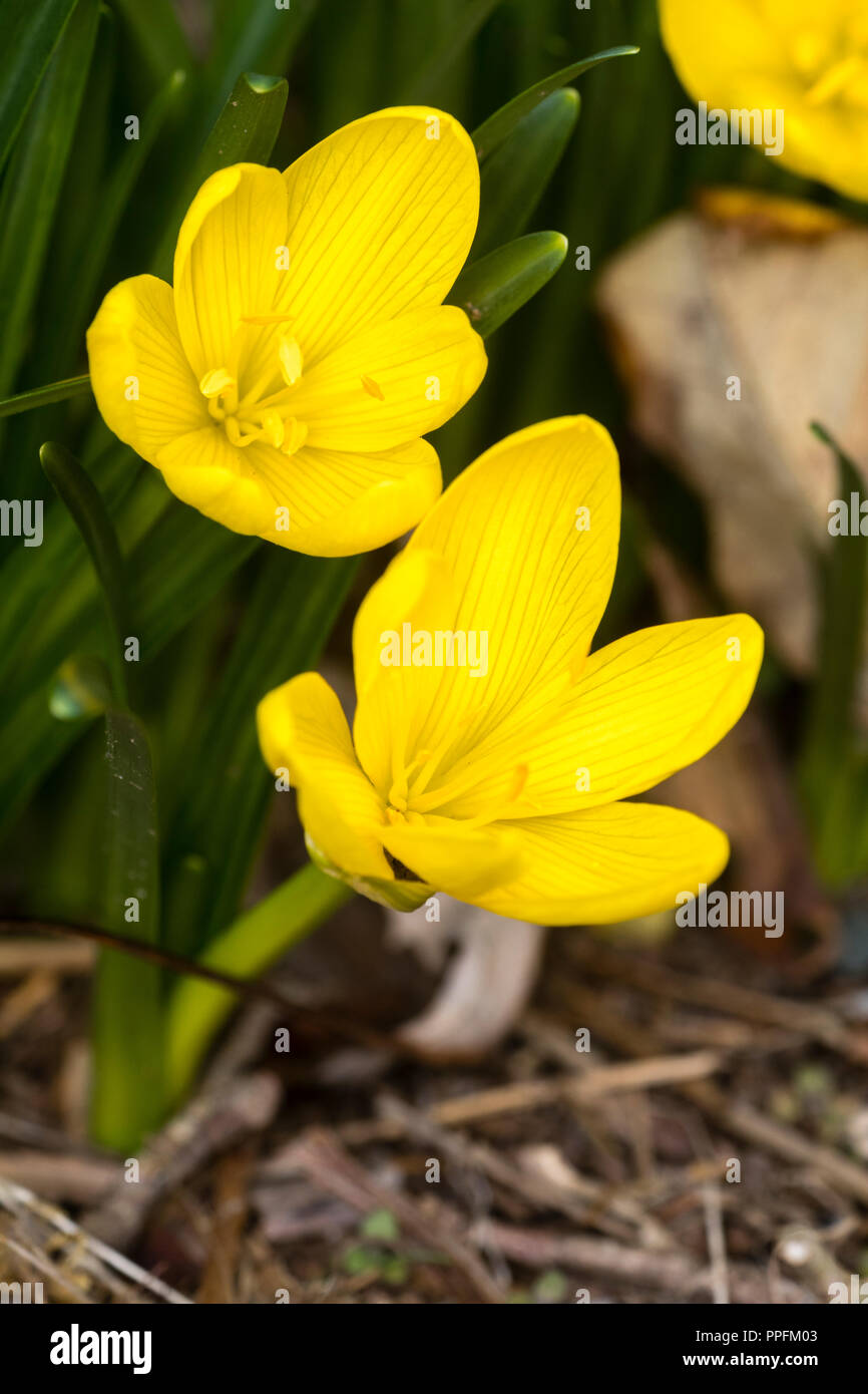 Fiori gialli del tardo settembre blooming hardy lampadina, Sternbergia Lutea 'oro di autunno" Foto Stock