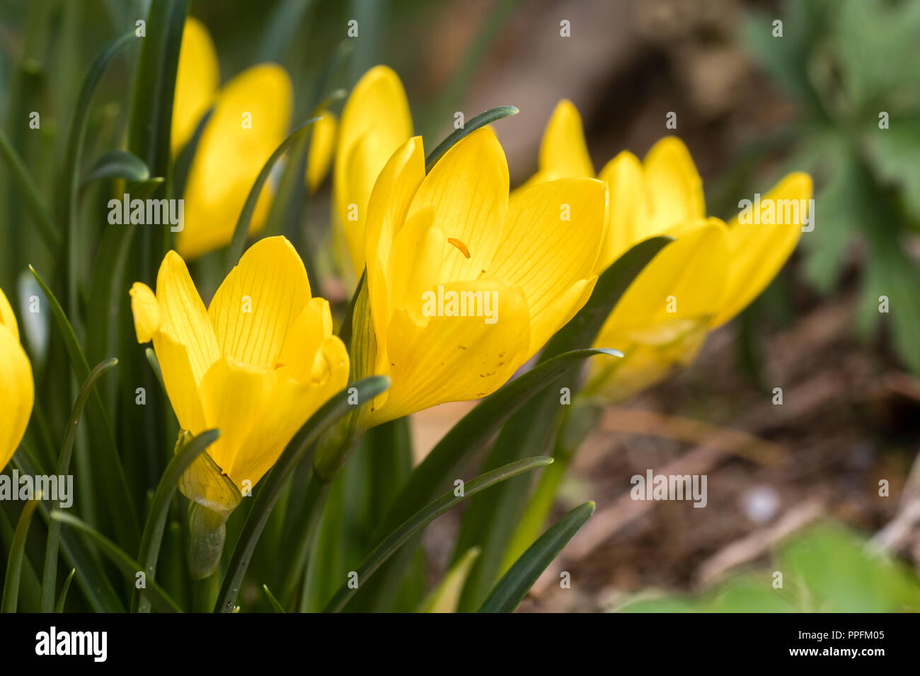 Fiori gialli del tardo settembre blooming hardy lampadina, Sternbergia Lutea 'oro di autunno" Foto Stock