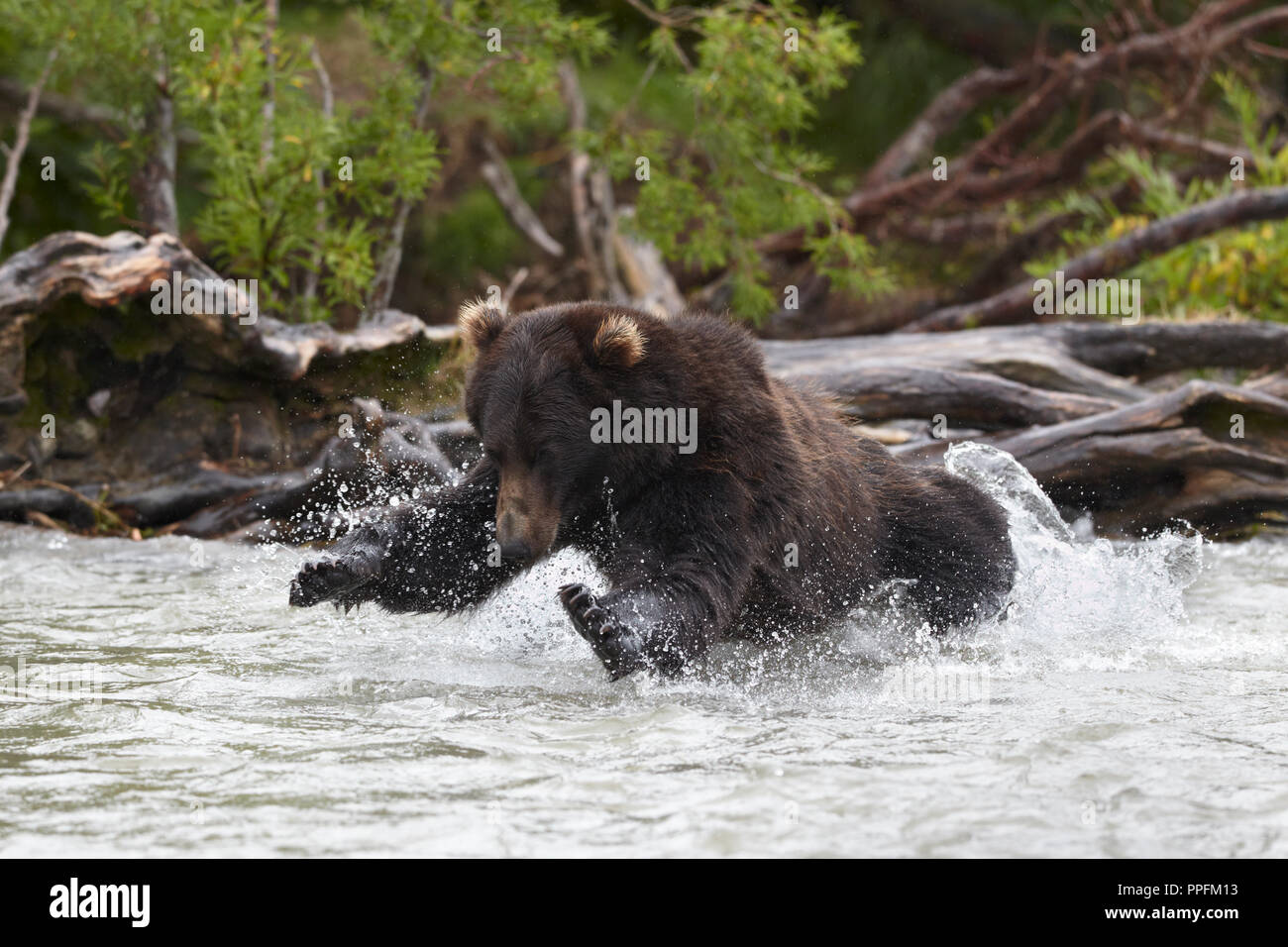 La Kamchatka l'orso bruno (Ursus arctos beringianus), nel salto per la pesca al salmone nel fiume Hakytsin Foto Stock