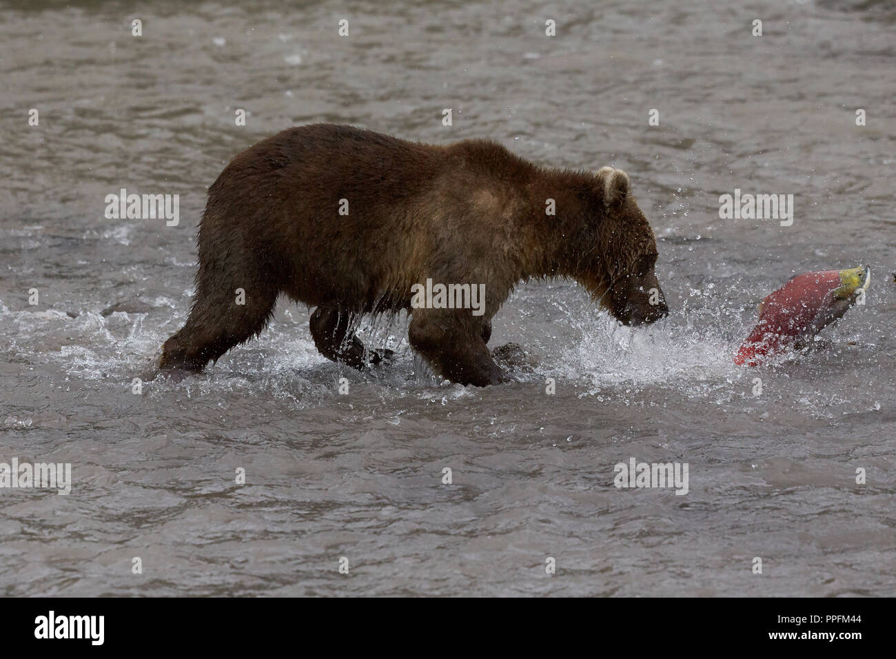 La Kamchatka l'orso bruno (Ursus arctos beringianus), caccia saltando il Salmone Sockeye, anche (Oncorhynchus nerka), Hakytsin River vicino Foto Stock