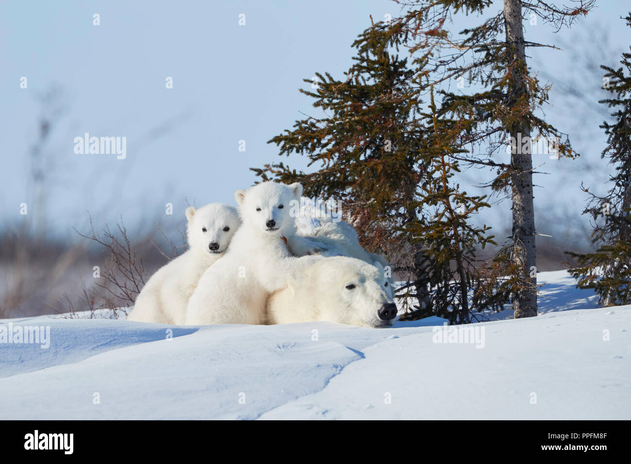 Gli orsi polari (Ursus maritimus), madre animale con due neonati giacente nella neve, Wapusk National Park, Manitoba, Canada Foto Stock