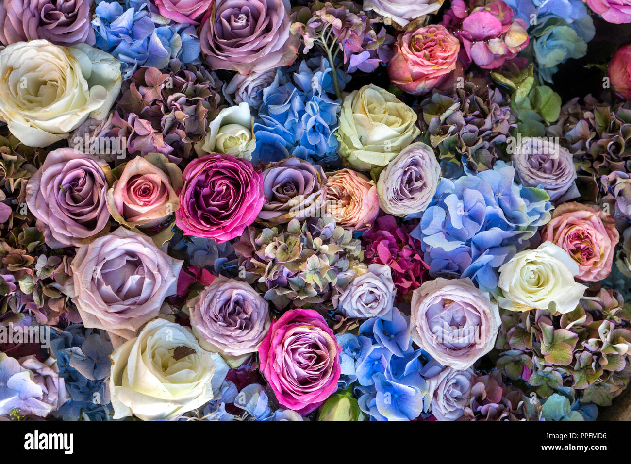 Sfondo di color pastello fiori e rose in rosa, lilla e blu Foto Stock