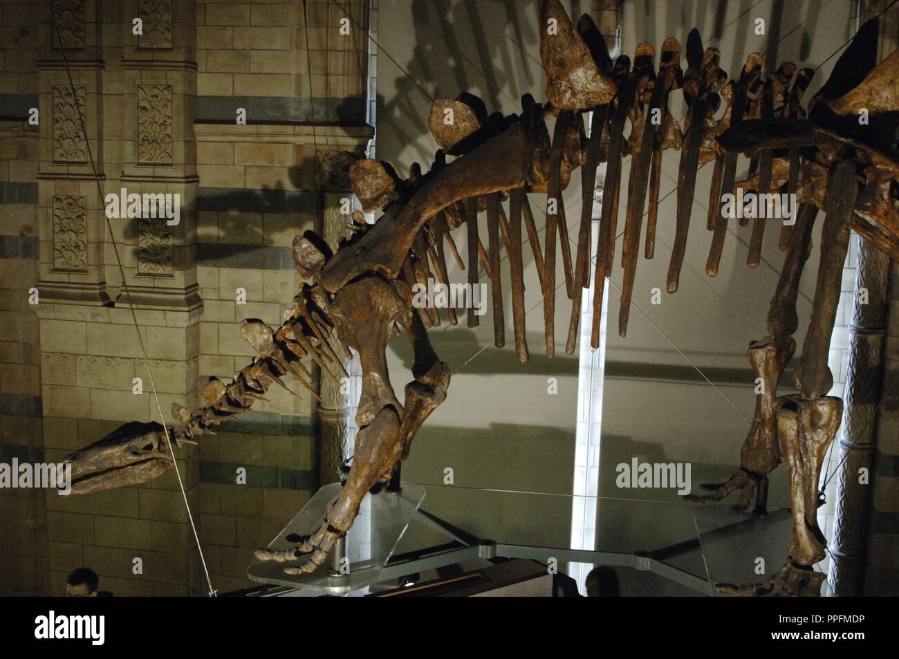 Tuojiangosaurus multispinus scheletro. Tardo Giurassico. Oxfordian Kimmeridgian stadio. Museo di Storia Naturale. Londra. Regno Unito. Foto Stock