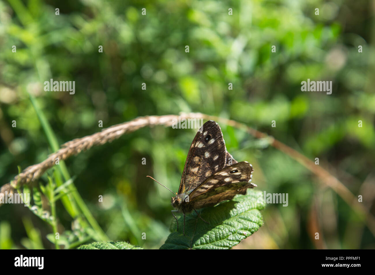 Close up di un marrone screziato butterfly su un Rovo foglie in una giornata di sole in Lancashire, Inghilterra, Regno Unito con ali aperte. Foto Stock