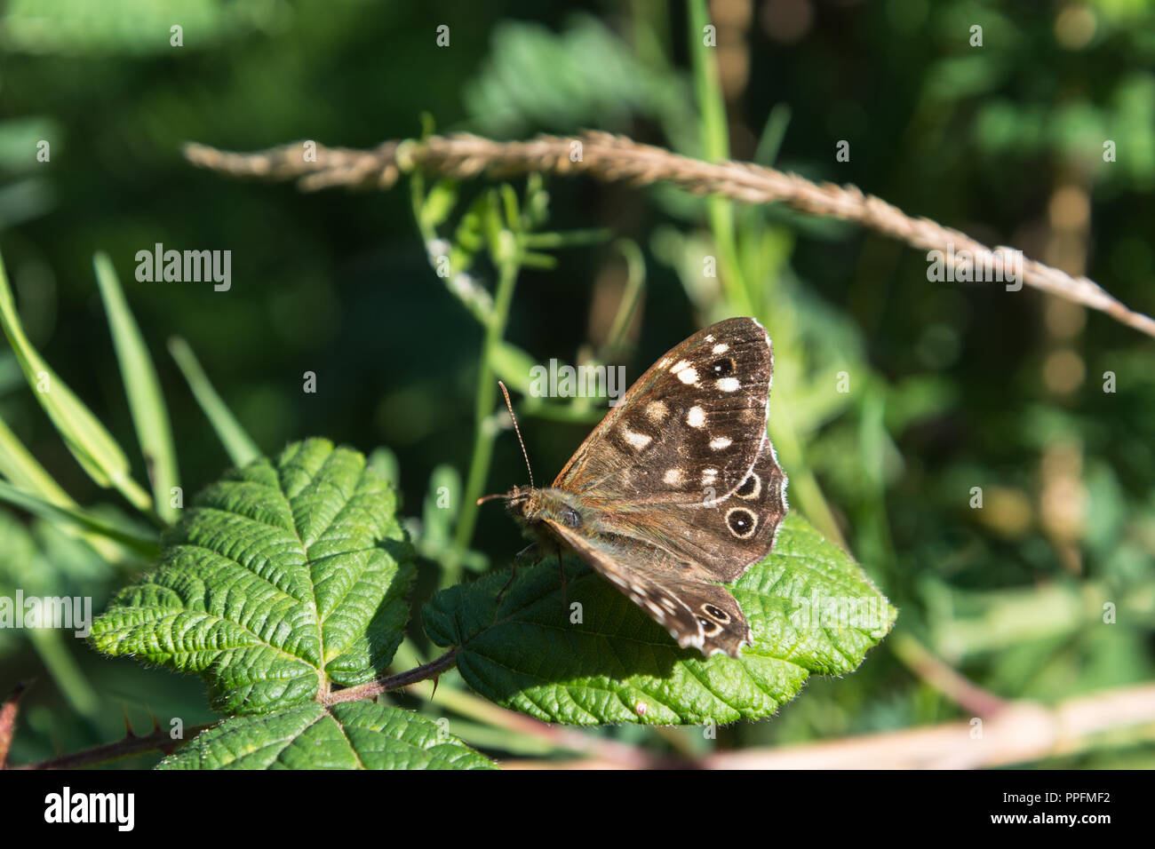 Close up di un marrone screziato butterfly su un Rovo foglie in una giornata di sole in Lancashire, Inghilterra, Regno Unito con ali aperte. Foto Stock